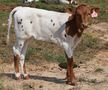 OL SHORA