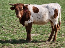 Shy Heifer Calf