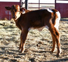CND X crowned Princess heifer