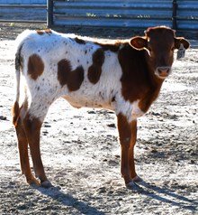 CND X Katie Hope Heifer