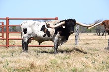 Brazos Bandit 34/21