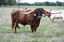 Brazos Notorious 39/21