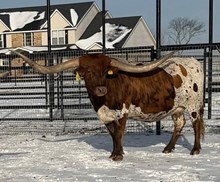 CUT'N FLAIR 🇺🇸