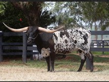 DB CUT'N GIRL 🇧🇷