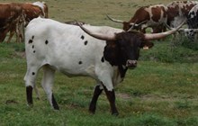 OL SHORA