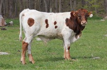 CUT ‘N DRIED X CAHILLS HOT PEPPER 2022 BULL