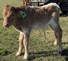 CUT N DRIED X PACIFIC CRACKER bull