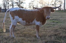 LC Calamity Jane