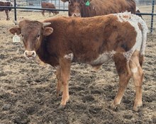 J7 DIAMOND DRIED 🇺🇸