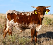 Trophy steer 2