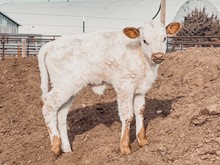 Tibby Heifer 
