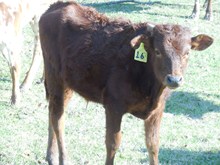 RJF MIDNIGHT BULL CALF TAG 16